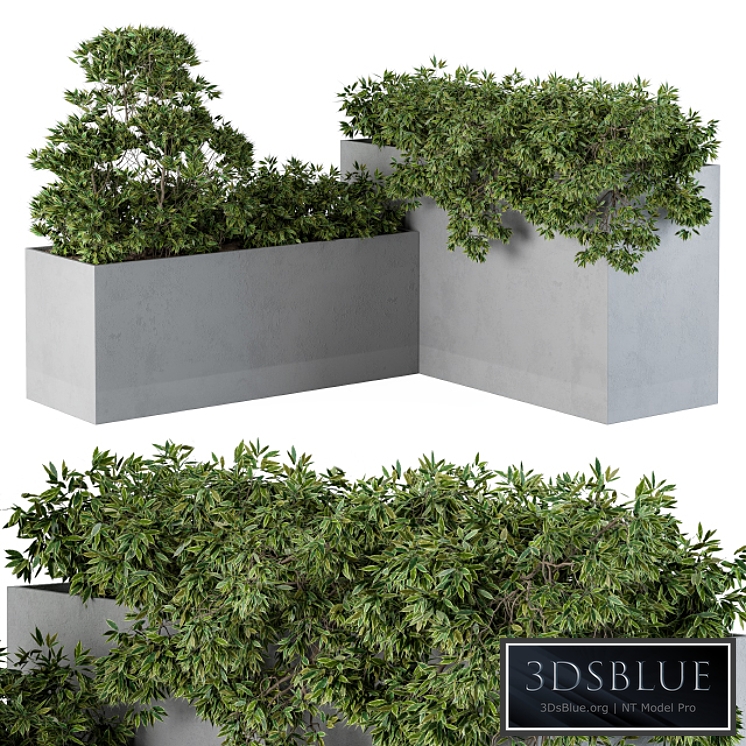 outdoor Plants Concrete Box - Set 43