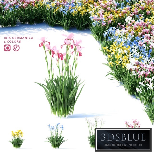 Bearded iris flowers | Iris germanica 4 colors