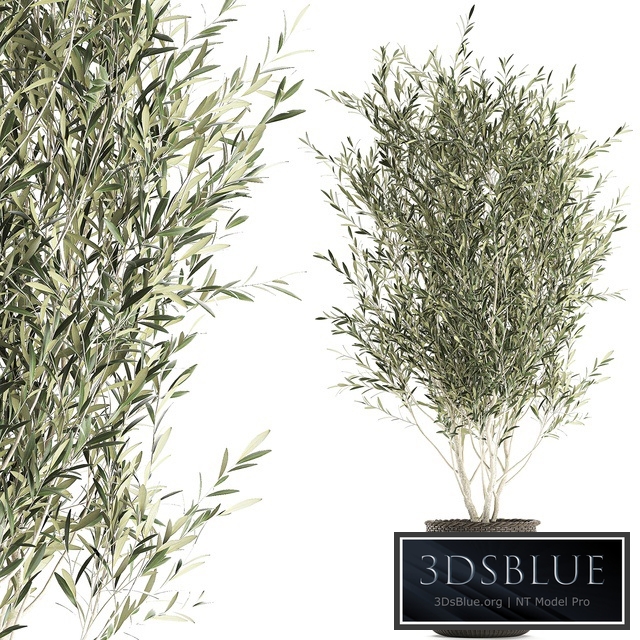 Plant collection 651. Olive, tree, basket, rattan, decorative, small tree, indoor, wicker, interior, eco design