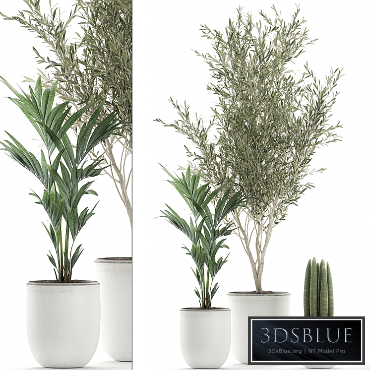 Indoor plant 652. Oliva, white pot, tree, palm tree, Sansevieria cylindrica, ornamental tree, tree, interior, scandinavian style, small tree, Howea forsteriana