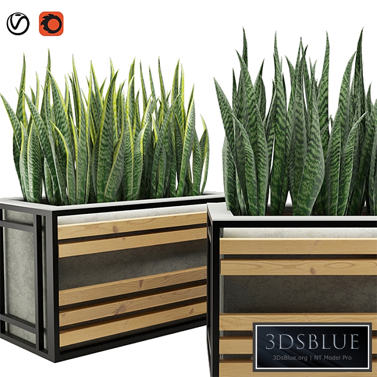 Sansevieria