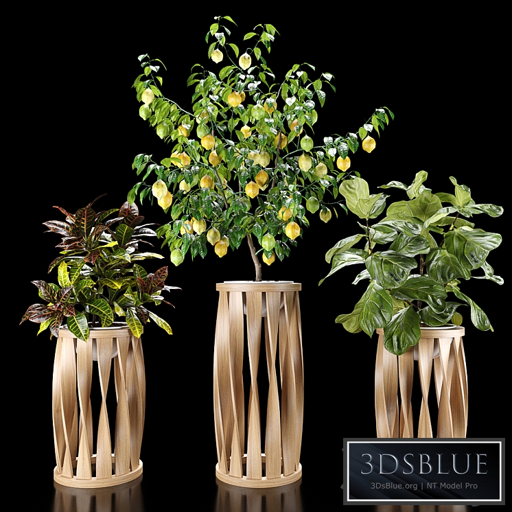 Plants set 5 (Croton, Ficus, Limon)