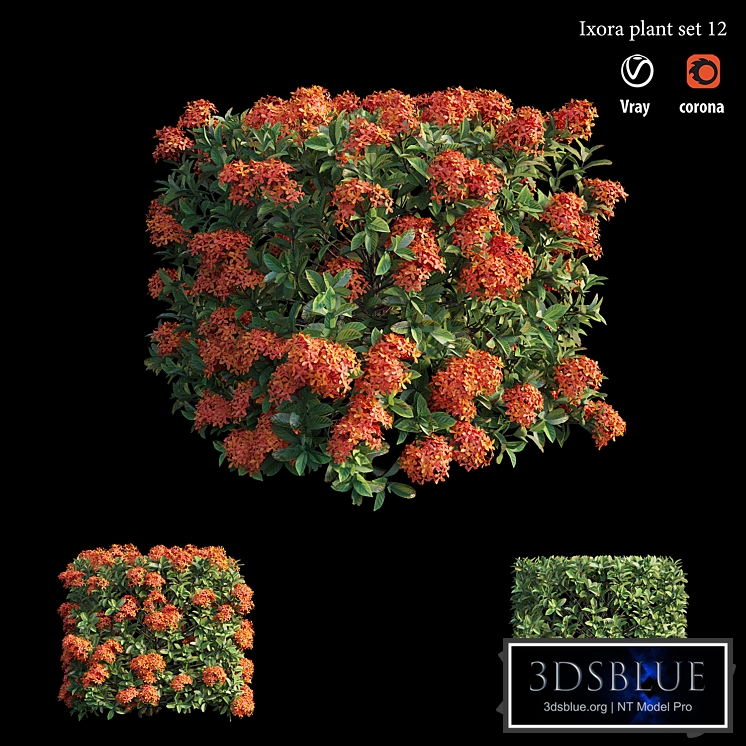Ixora plant set 12