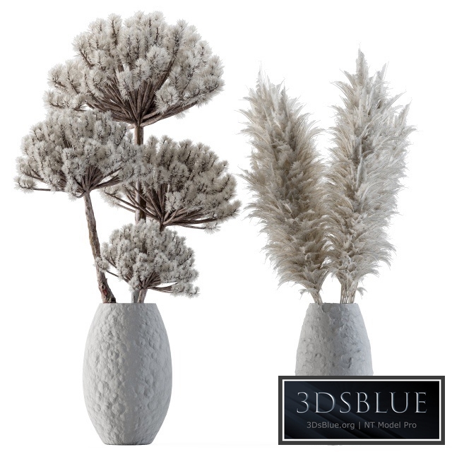 Dry plants 22 - Big Pampas asteroid Pot