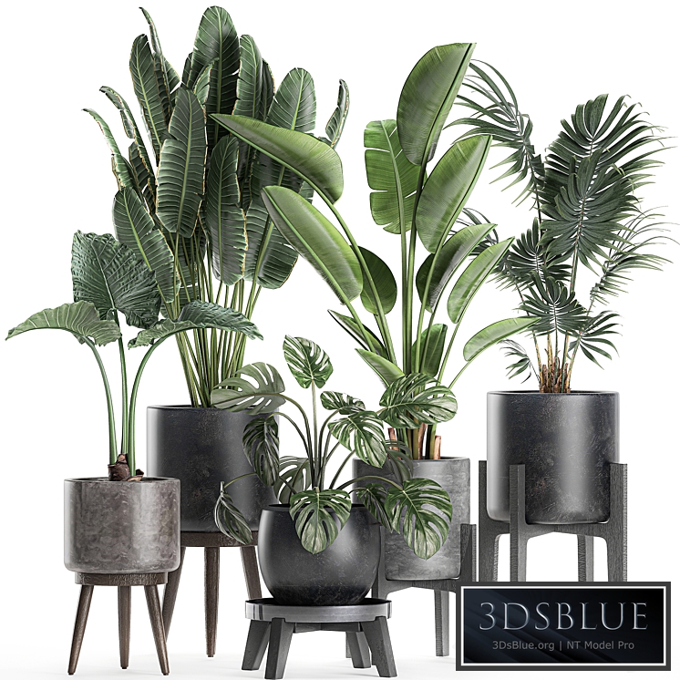 Plant collection 659. Banana, strelitzia, monstera, palm tree, black pot, flowerpot, loft, interior, office flowers, small, set, loft decor