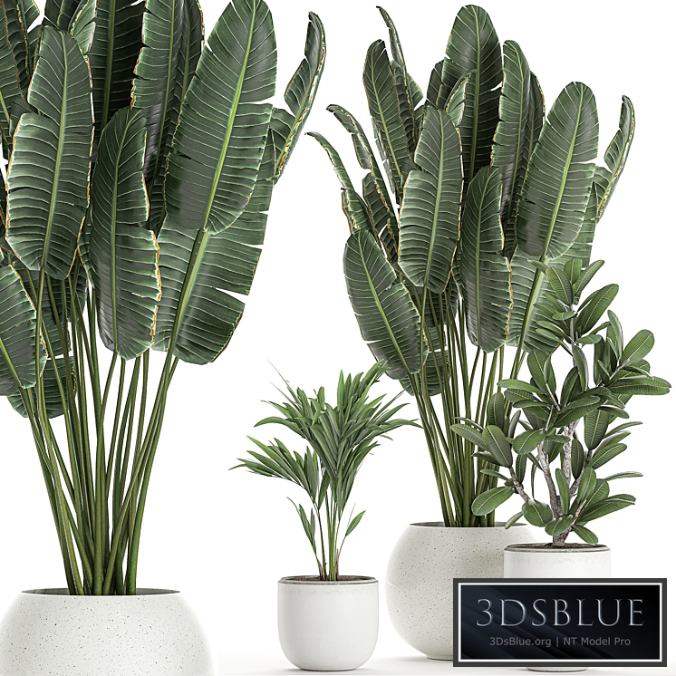 Plant collection 659. Banana, strelitzia, white flowerpot, flowerpot, Scandinavian style, interior, round flowerpot