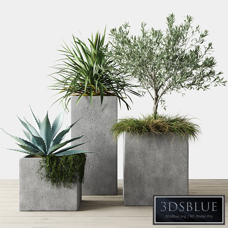 Outdoor Plants Set in Pottery Barn planters