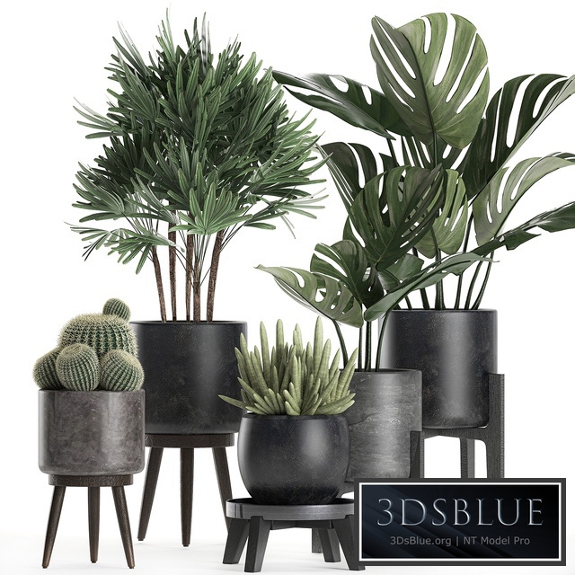 Plant collection 662. Monstera, Raphis, palm, black flowerpot, cactus, Barrel cactus, interior, office flowers, Raphis Palm, stand