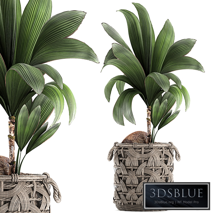 Plant Cocos nucifera 663. Small coconut tree, basket, rattan, wicker, eco design, natural decor