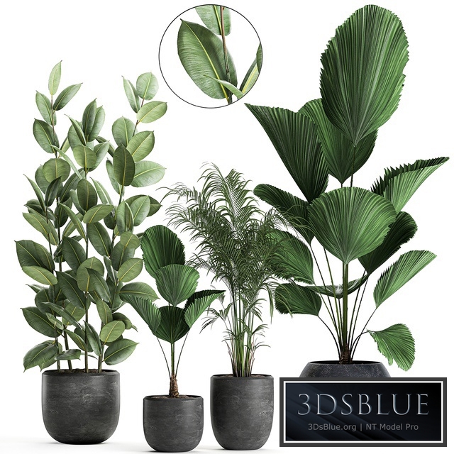 Plant collection 664. Likuala, palm tree, ficus, black pot, exotic, interior