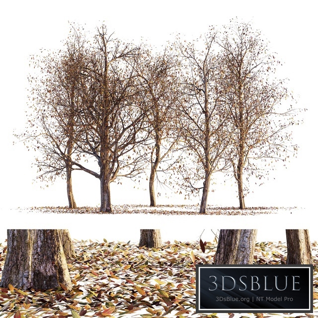 Collection of dry autumn trees 001