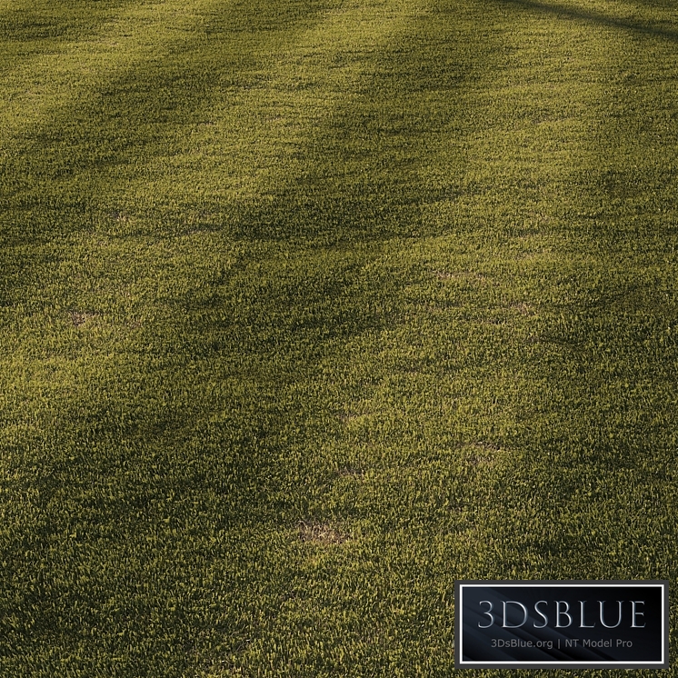 Grass | mowed lawn
