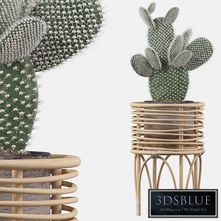 Plants collection 049 - Opuntia microdasys 04