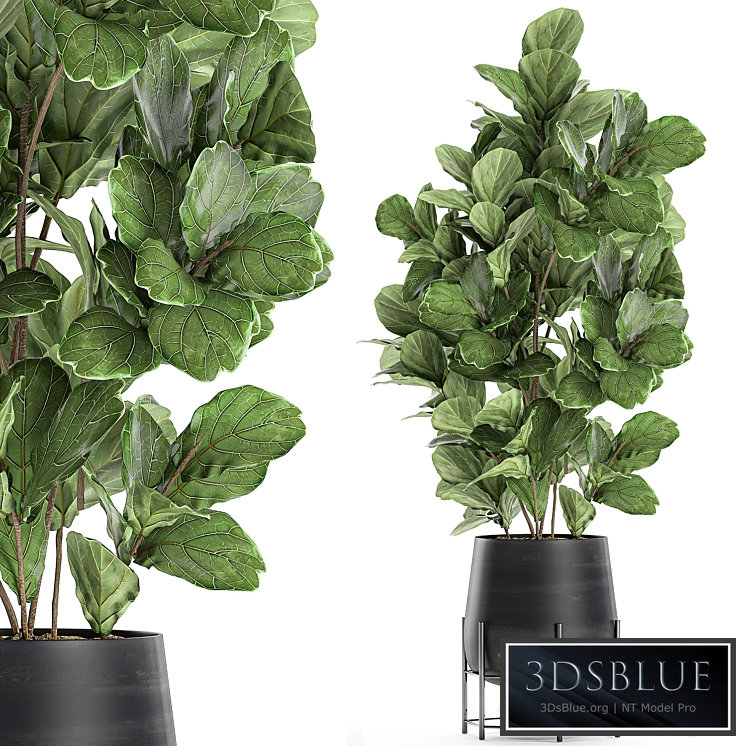 Plant collection 667. Ficus Lyrata, tree, black flowerpot, small tree, thickets, bush