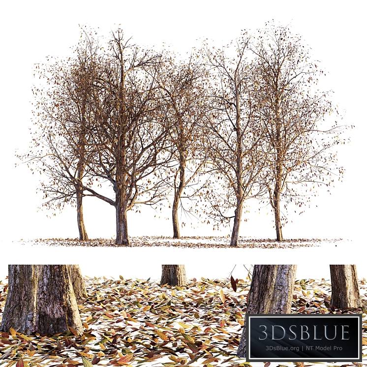 Collection of dry autumn trees 001aa