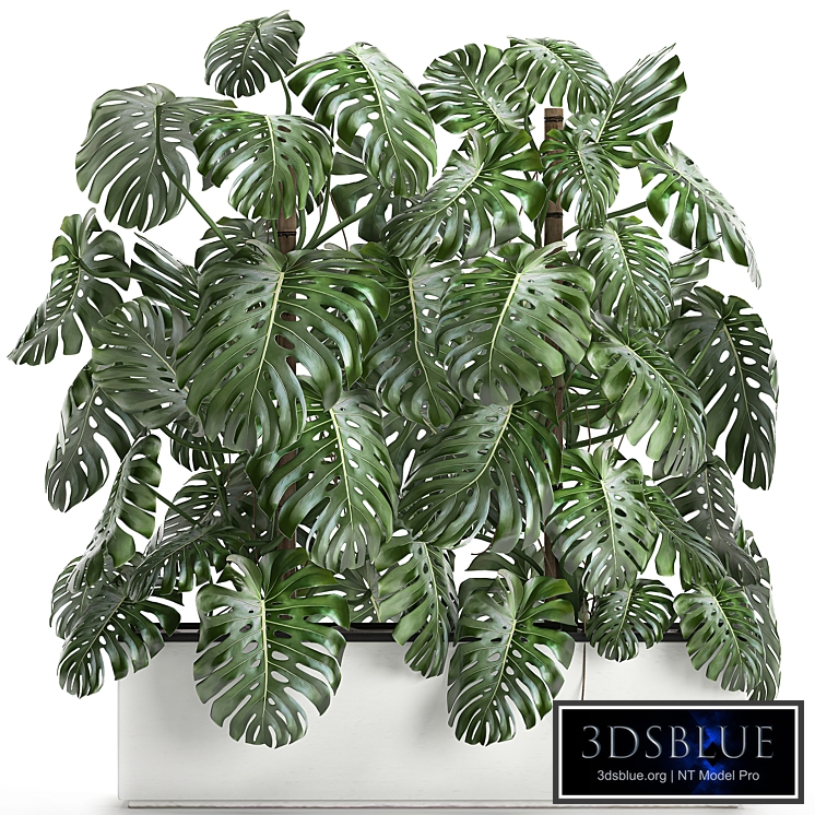 Beautiful lush exotic thickets of plants in a white potted flowerbed with a Monstera flower. Set 669.