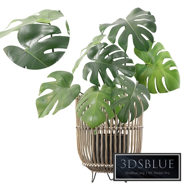 Plants collection 054 - Monstera 04