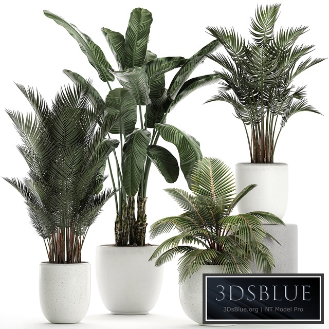 Plant collection 674. White pot, flowerpot, banana, palm, howea, coconut tree, set, strelitzia, Scandinavian style