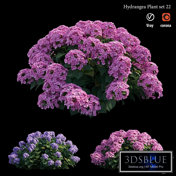 Hydrangea Plant set 22