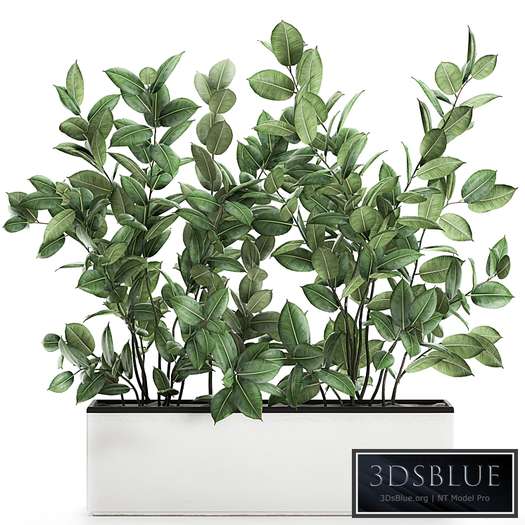 Plant Ficus elastica 675. Thickets, ornamental tree, white pot, flowerpot, Scandinavian style, bushes