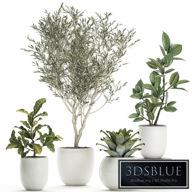 Plant collection 676. Olive, ornamental tree, white pot, ficus, croton, Scandinavian style, indoor, decorative, small, plants, bromeliad, tree