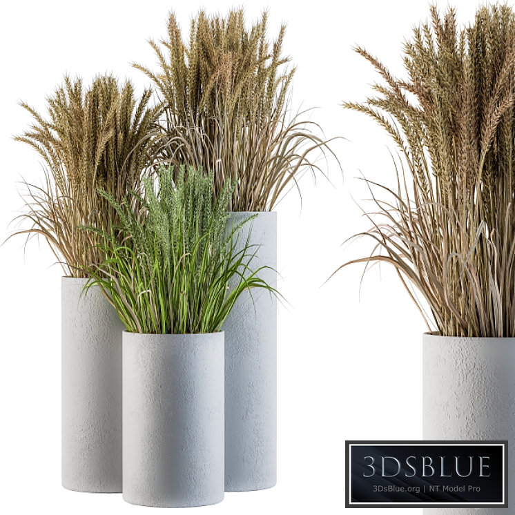 Wheat with Wild Grass in Concrete Round Pot