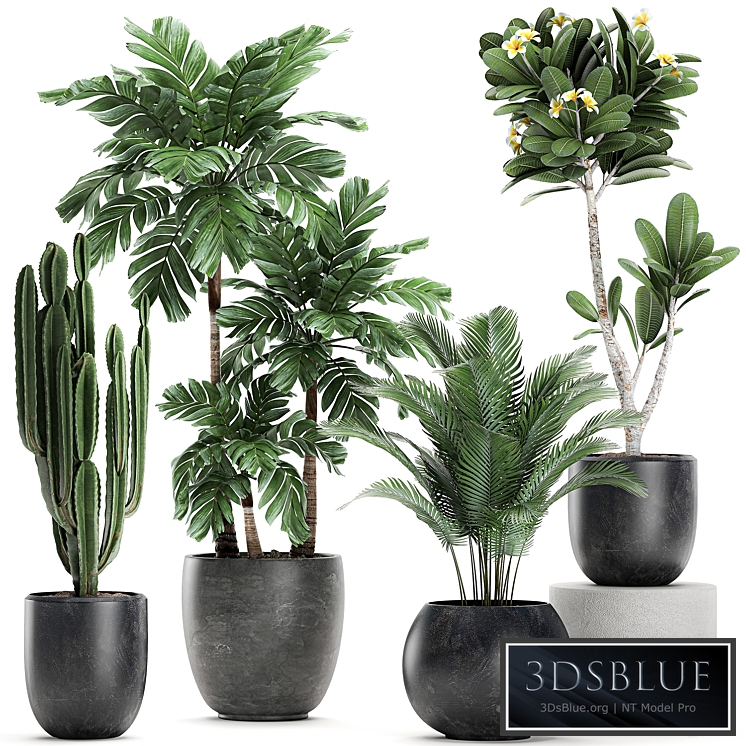 Plant collection 678. Hamedorea, palm, potted, cereus cactus, palm, frangipani, exotic