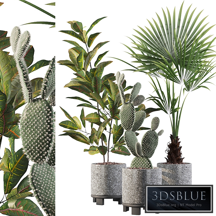 Plants collection 056