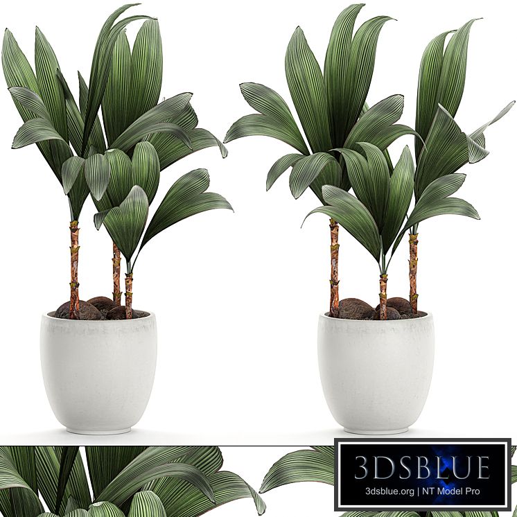 Exotic small flower coconut nutsifera in a white pot Coconut palm mini. Set 679.