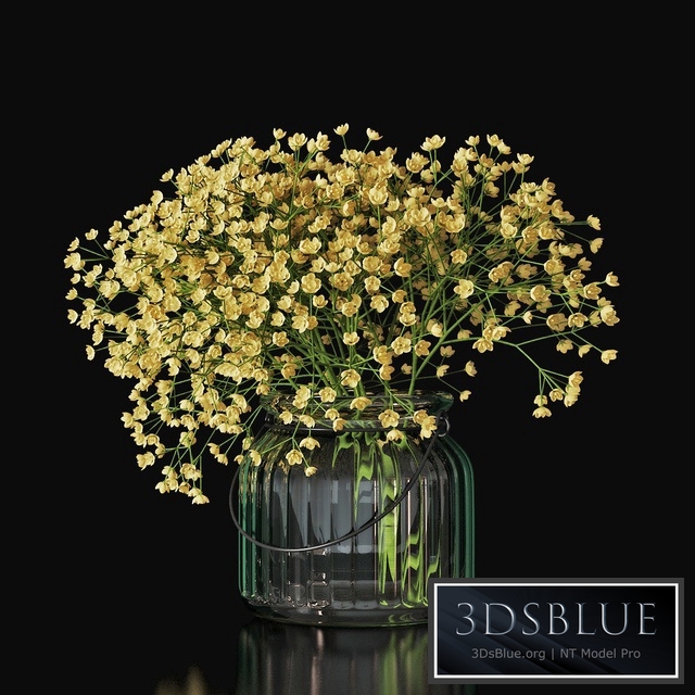 Gypsophila 03