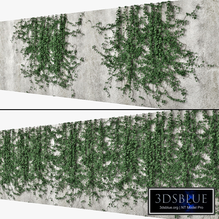 Ivy wall 10