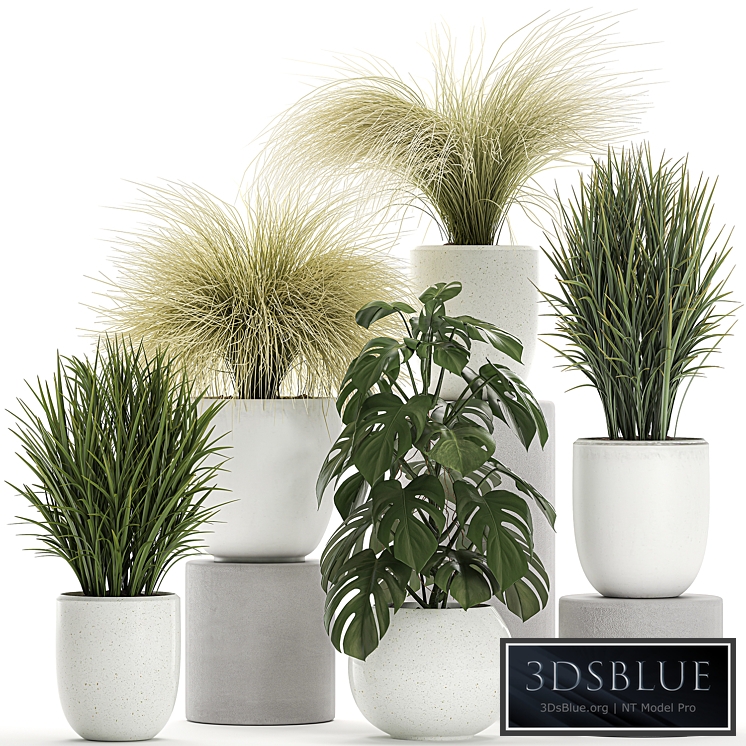 Plant collection 682, White pot, flowerpot, monstera, bushes, tussock, grass, outdoor, decorative, Scandinavian style