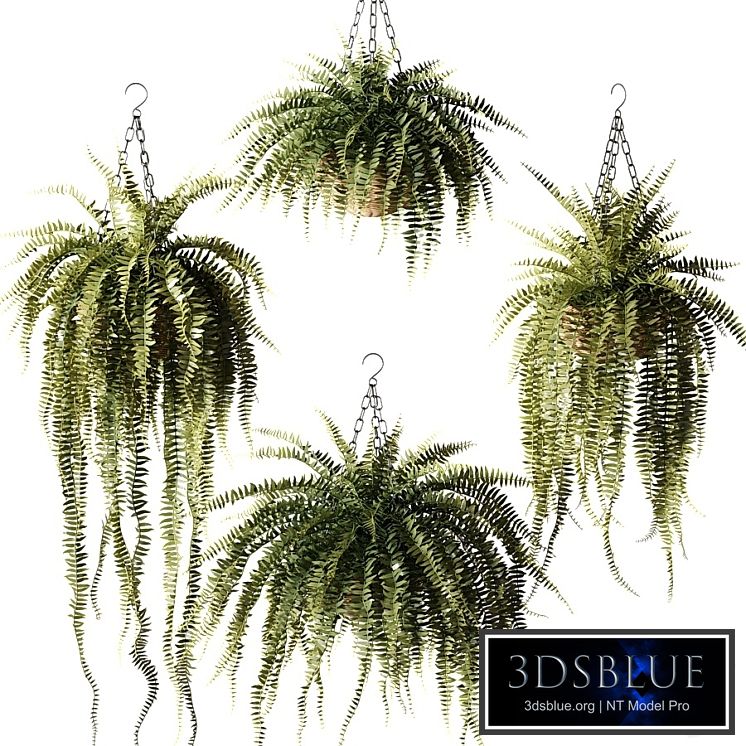 Ampel plants Nephrolepis sublime in wicker hanging pots