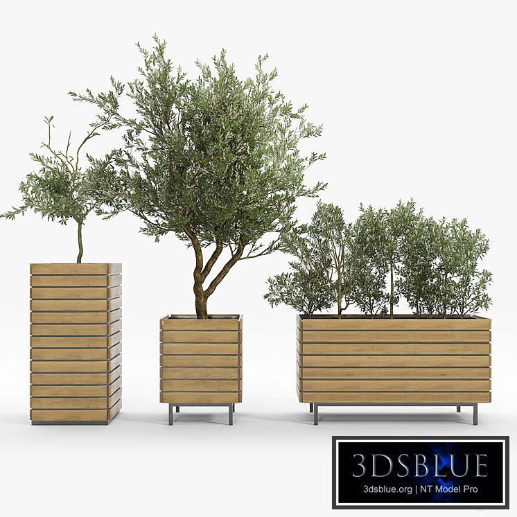 jasper rectangle planter Olea europaea