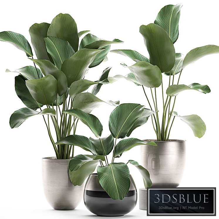 Plant collection 683 Exotic plant, pot, flower, bush, luxury, flowerpot, flower, indoor, interior, decorative, exotic, luxury pot, Calathea lutea