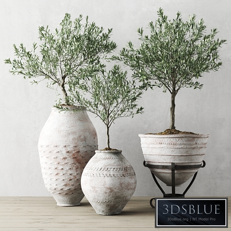 Olive European In Antique Vessels