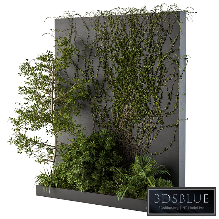 Outdoor Green Wall with Garden ivy