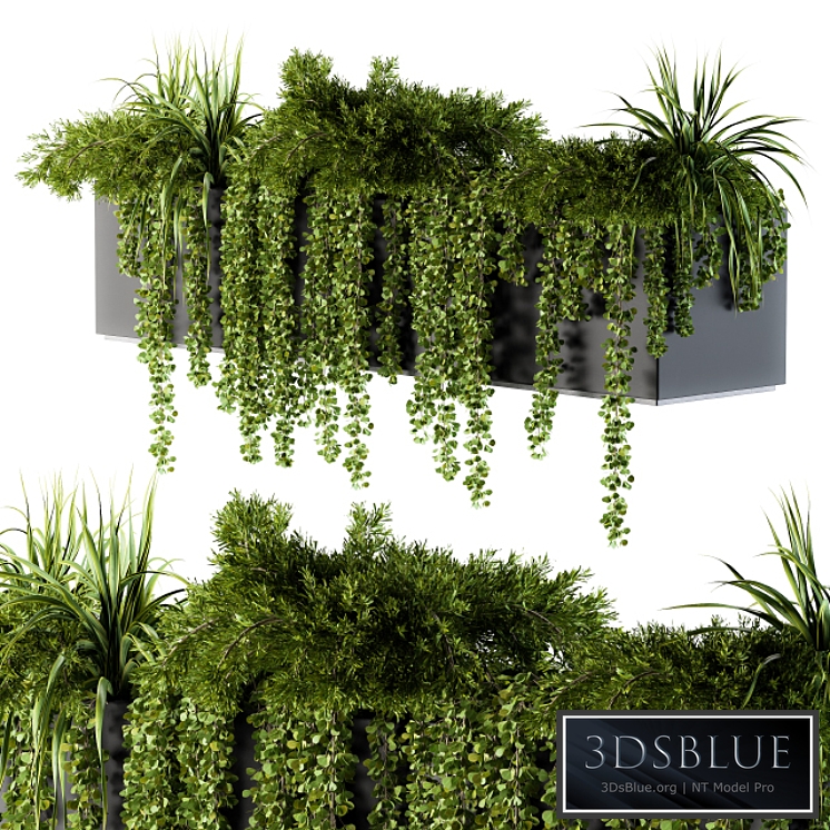 ivy plants in box - Outdoor Set 62