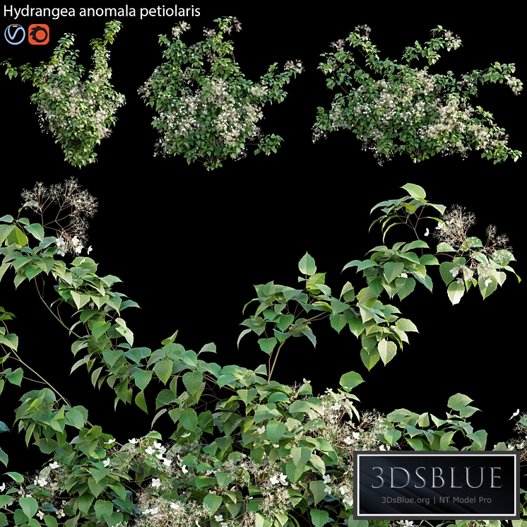 Hydrangea anomala petiolaris - Climbing Hydrangea 02