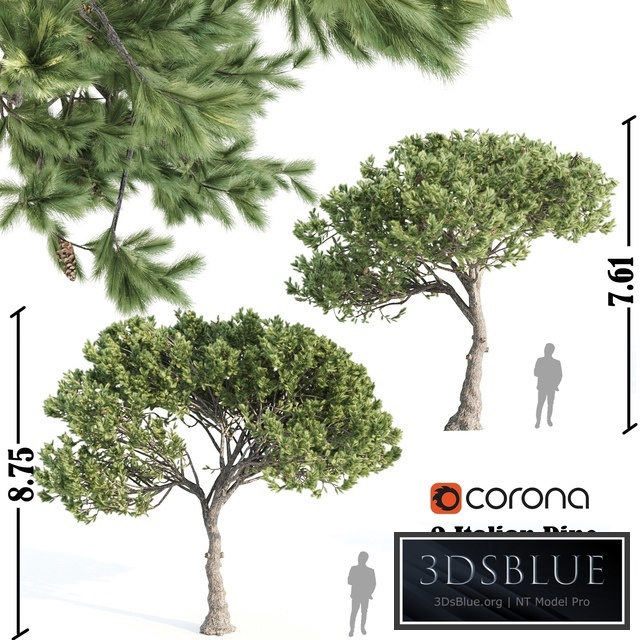 2 Italian pine corona