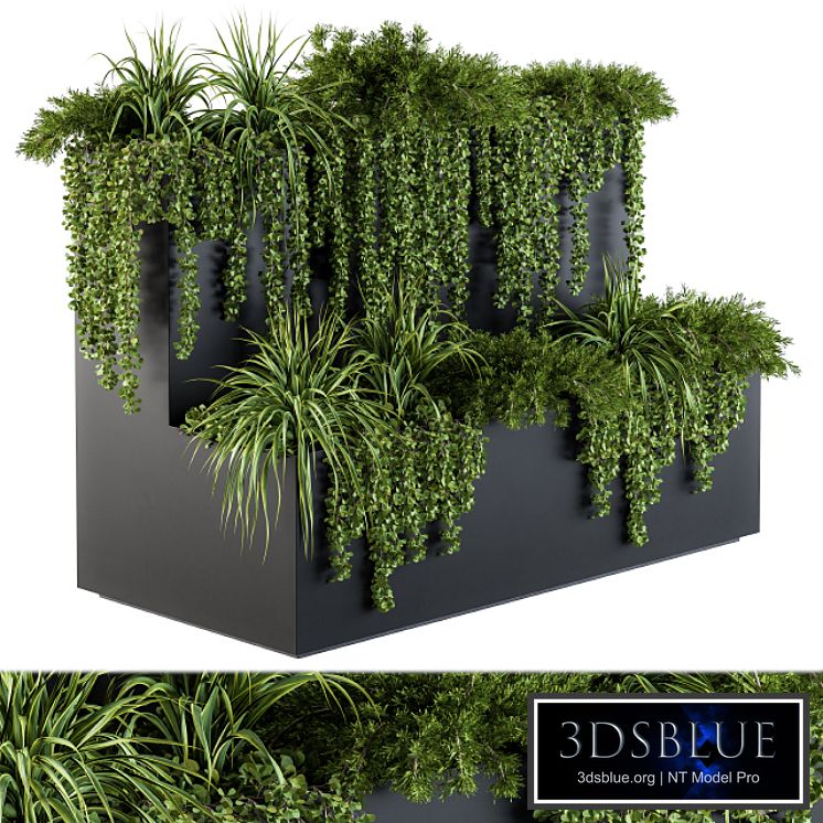 ivy plants in box - Set 61