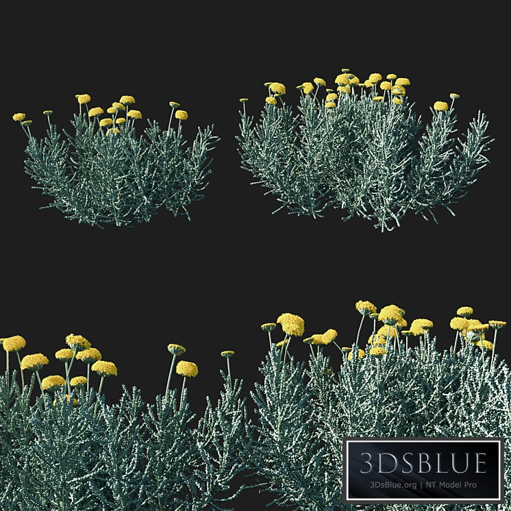 Santolina chamaecyparissus 02