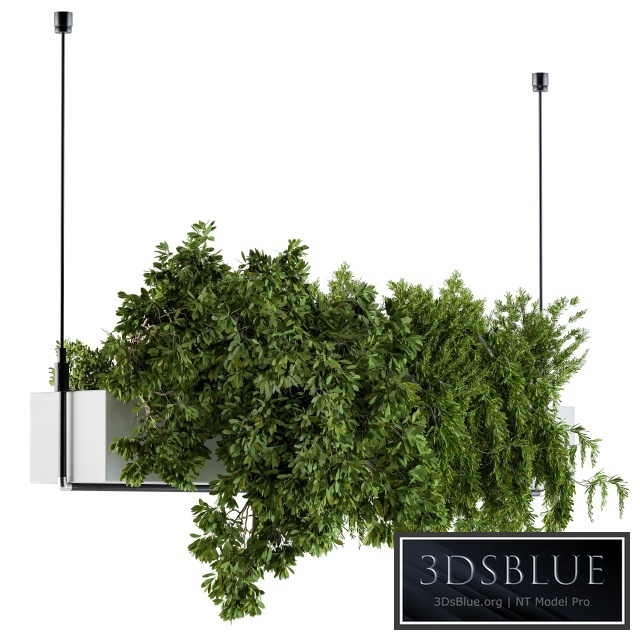 Hanging box plant - Set 70