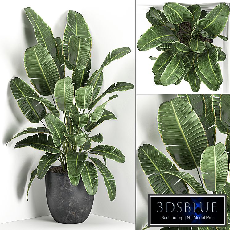 Plant Palm tree corner 685. Banana, strelitzia, ravenala, black pot, flowerpot, decorative, interior, bush, stylish, office plants
