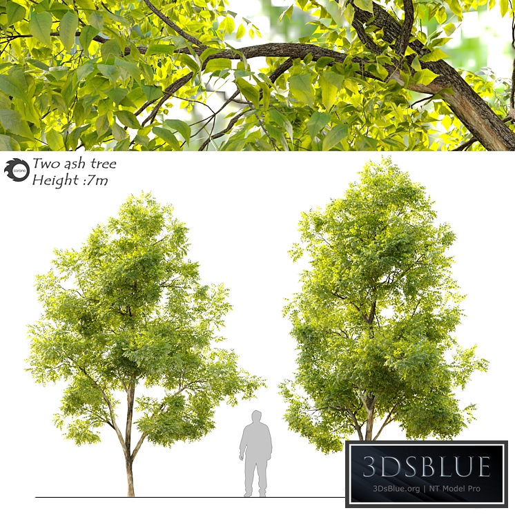 Two ash tree_2
