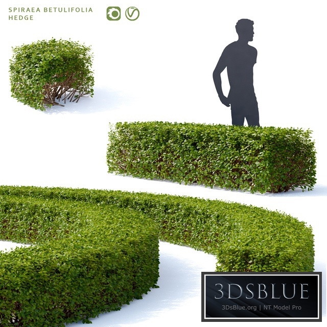 Birch-leaved spirea Hedge | Spiraea betulifolia