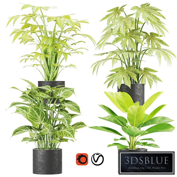 Collection plant vol 2