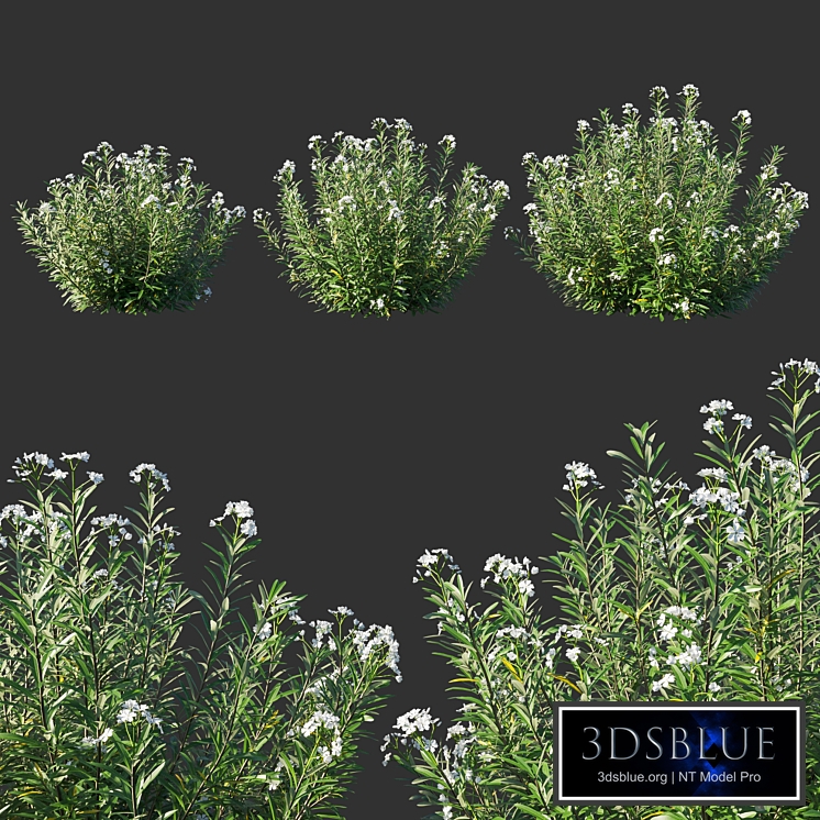 Nerium Oleander White