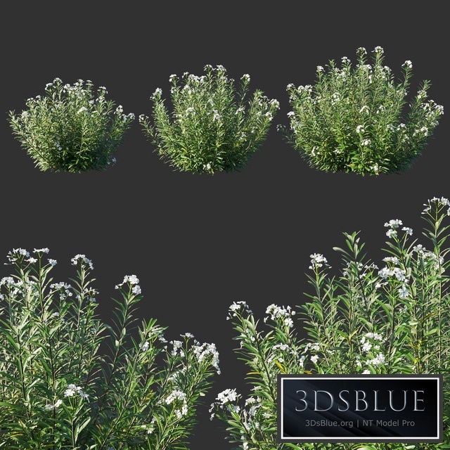 Nerium Oleander White