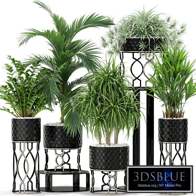 Plants collection 367